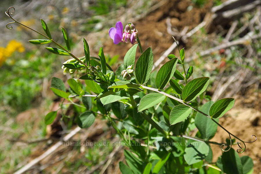 pea-vine (Lathyrus sp.) [Lookout Mountain Road, Baker County, Oregon]