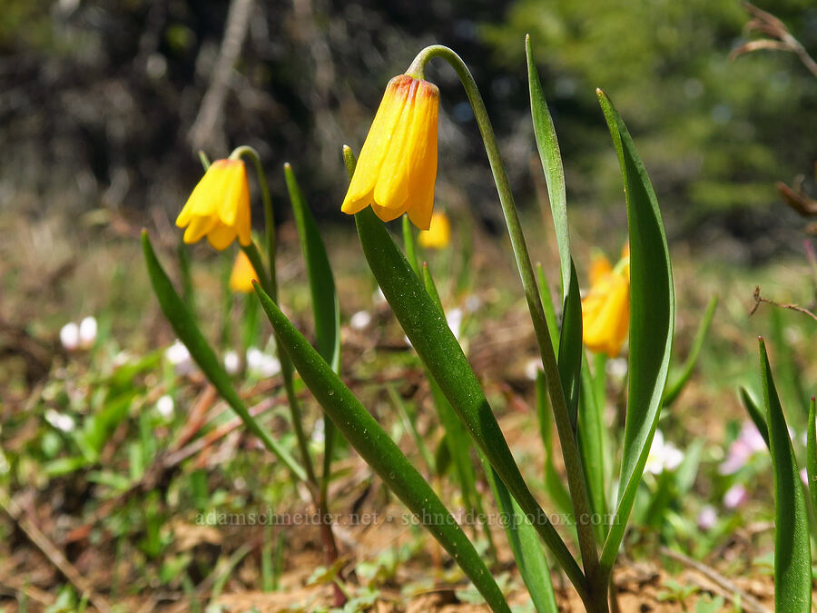 yellow bells (Fritillaria pudica) [Lookout Mountain Road, Baker County, Oregon]