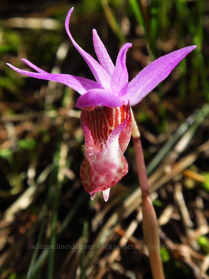 fairy-slipper orchid (Calypso bulbosa) [Catherine Creek State Park, Union County, Oregon]