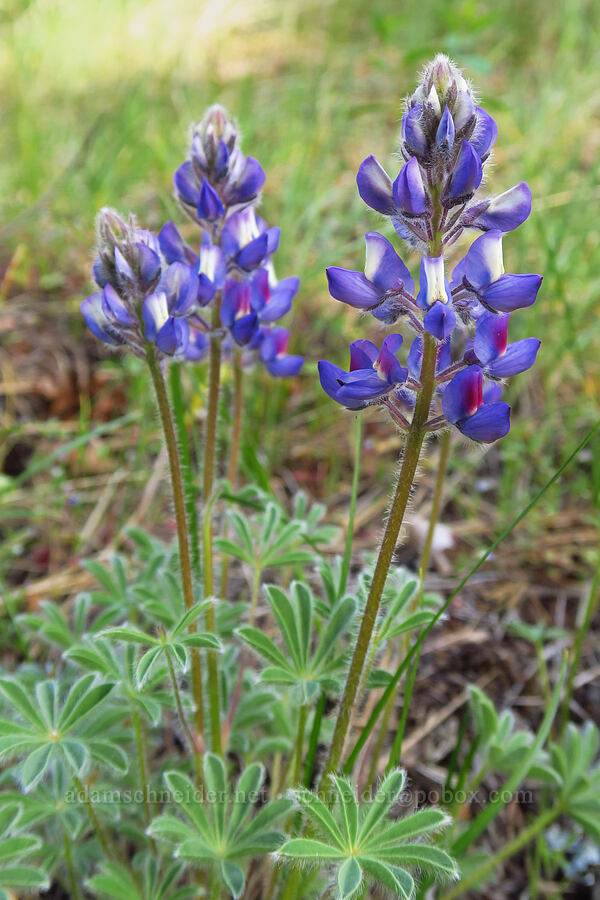 lupines (Lupinus sp.) [Catherine Creek State Park, Union County, Oregon]