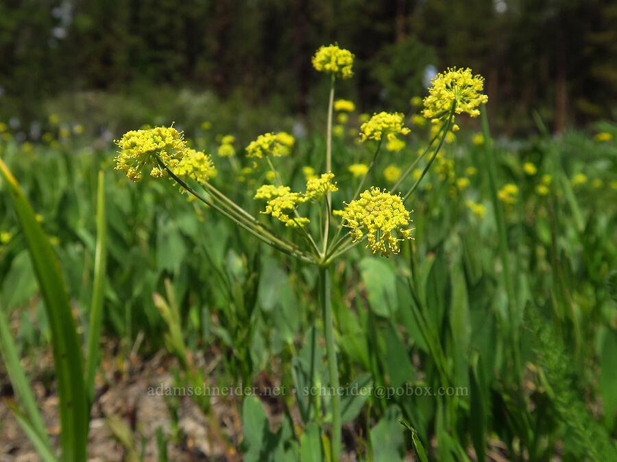 bare-stem desert parsley (Lomatium nudicaule) [Camas Meadows Natural Area Preserve, Chelan County, Washington]