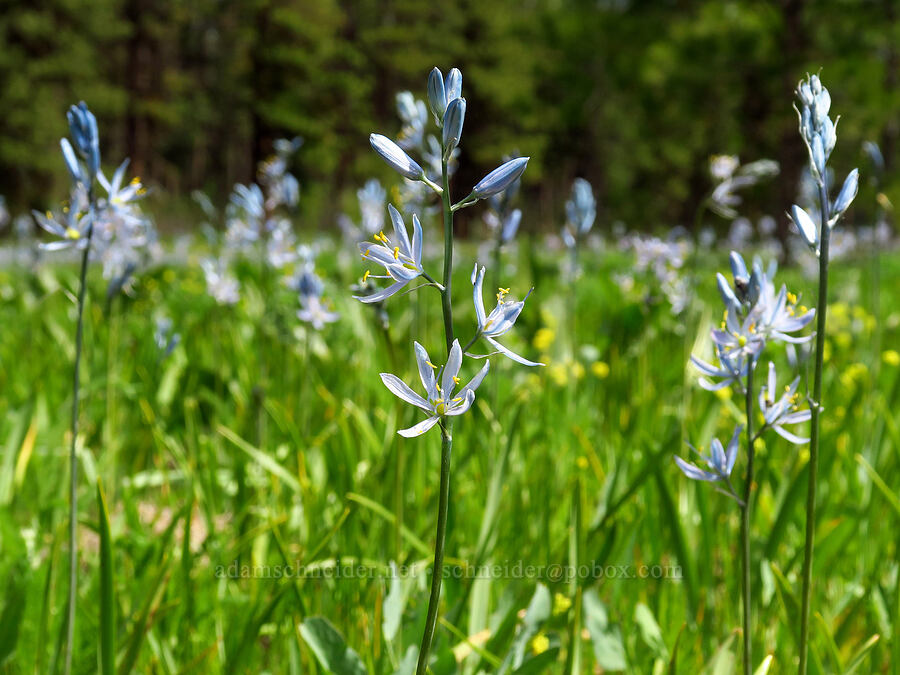 pale blue camas (Camassia quamash) [Camas Meadows Natural Area Preserve, Chelan County, Washington]