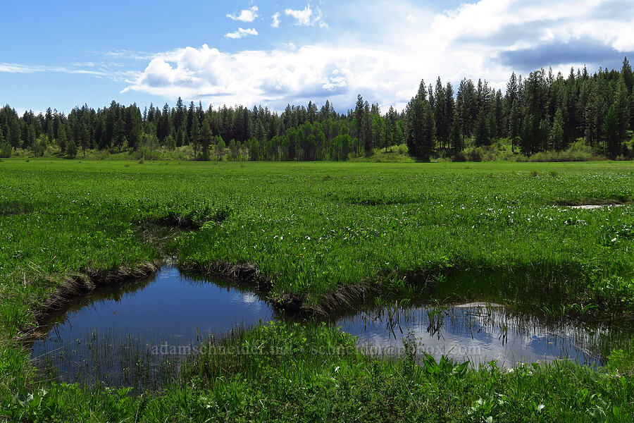 ponds [Camas Meadows Natural Area Preserve, Chelan County, Washington]