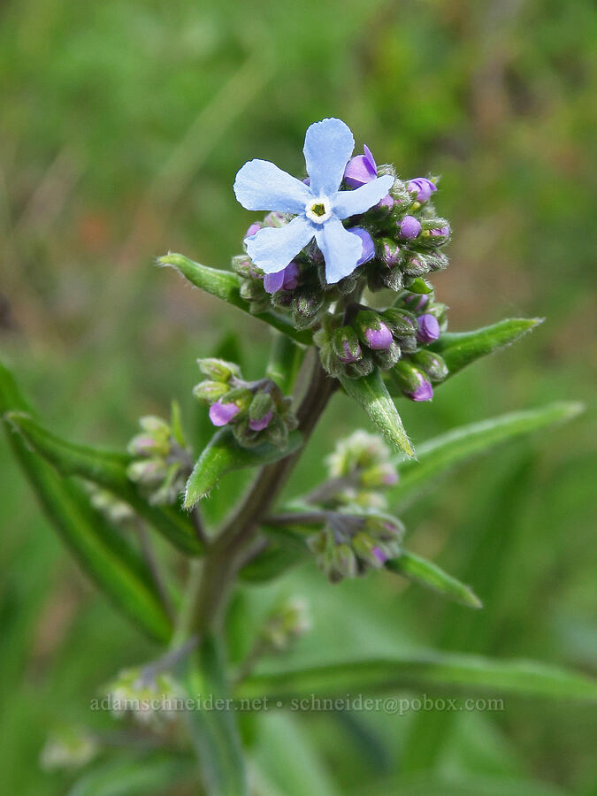 blue stick-seed (Hackelia micrantha (Hackelia jessicae)) [Camas Meadows Natural Area Preserve, Chelan County, Washington]