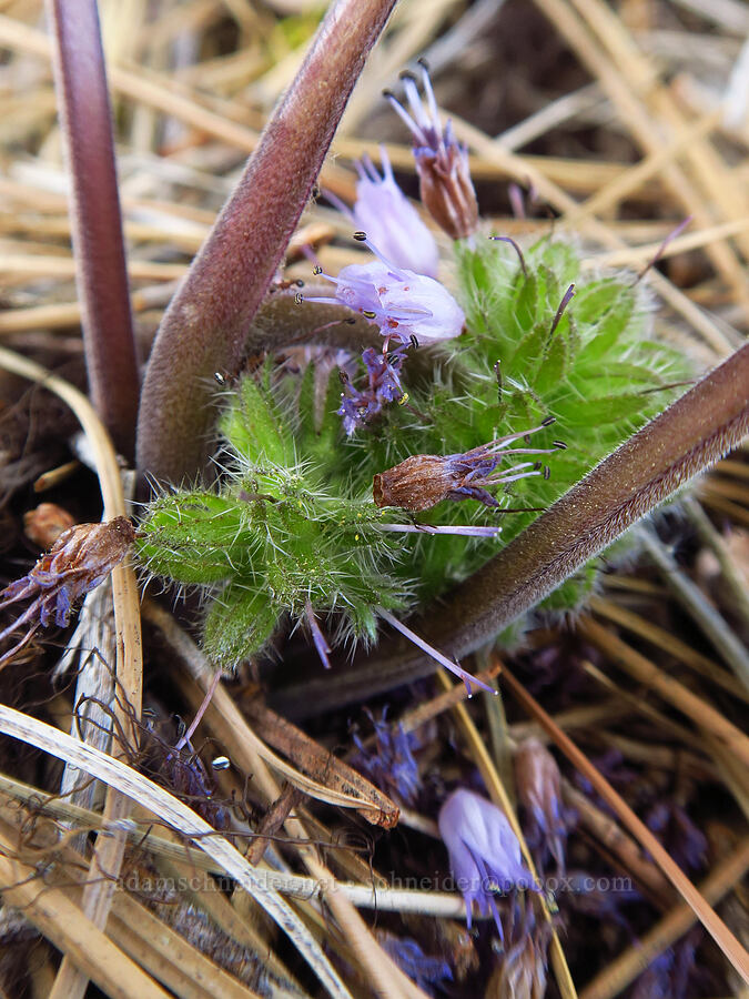 ball-head waterleaf (Hydrophyllum capitatum) [Camas Meadows Natural Area Preserve, Chelan County, Washington]