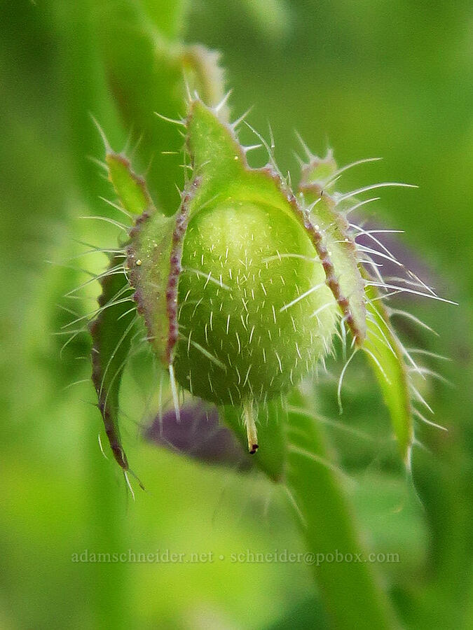Great Basin nemophila, going to seed (Nemophila breviflora) [Camas Meadows Natural Area Preserve, Chelan County, Washington]