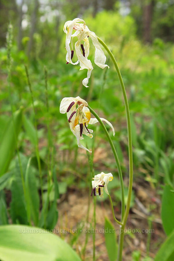 glacier lilies, fading (Erythronium grandiflorum) [Camas Meadows Natural Area Preserve, Chelan County, Washington]