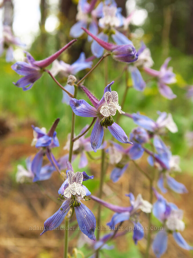 thin-petal larkspur (Delphinium lineapetalum) [Camas Meadows Natural Area Preserve, Chelan County, Washington]