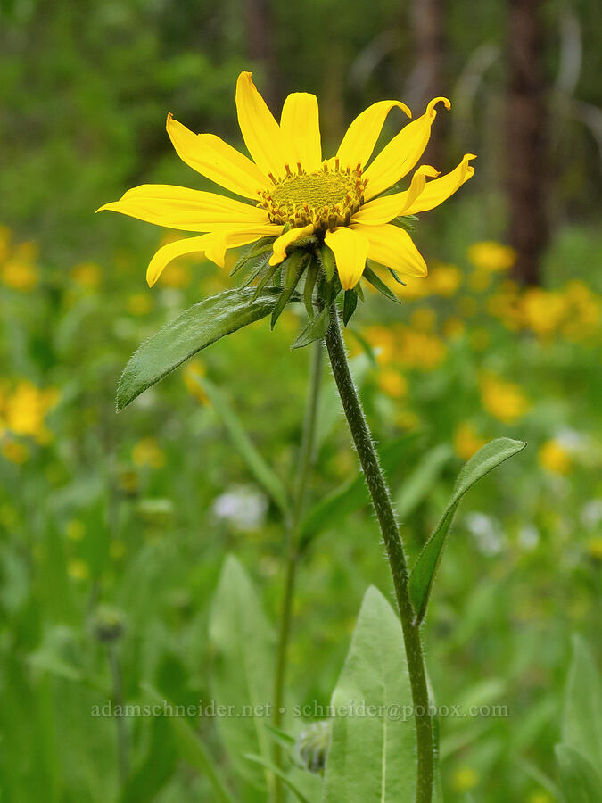 Douglas' sunflower (Helianthella uniflora var. douglasii) [Camas Meadows Natural Area Preserve, Chelan County, Washington]