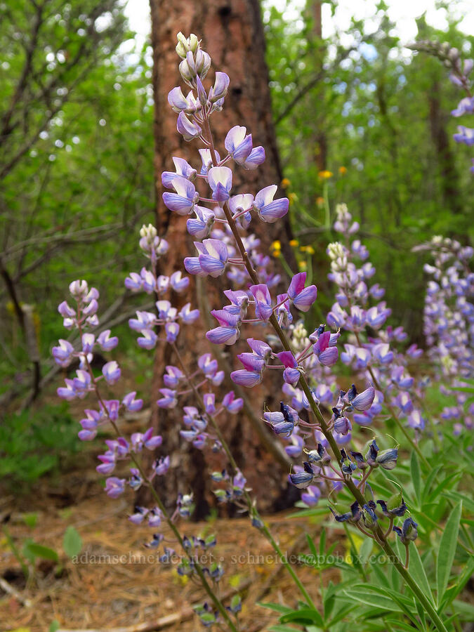 lupines (Lupinus sp.) [Camas Meadows Natural Area Preserve, Chelan County, Washington]