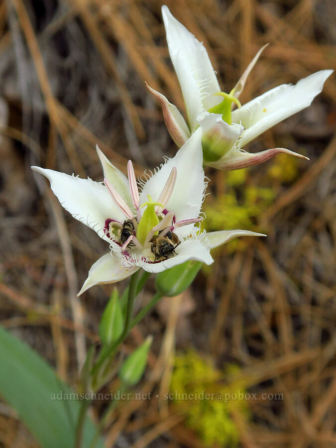 Lyall's mariposa lily (and sleeping bees) (Calochortus lyallii) [Camas Meadows Natural Area Preserve, Chelan County, Washington]