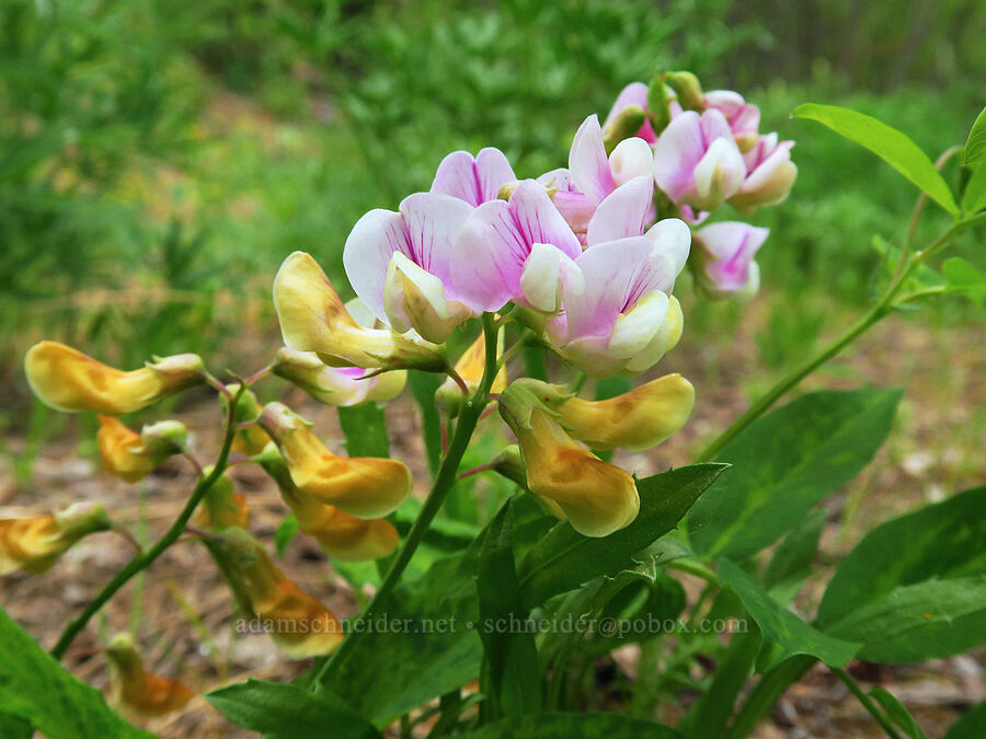 Sierra pea-vine (Lathyrus nevadensis var. puniceus (Lathyrus nevadensis ssp. lanceolatus var. puniceus)) [Camas Meadows Natural Area Preserve, Chelan County, Washington]