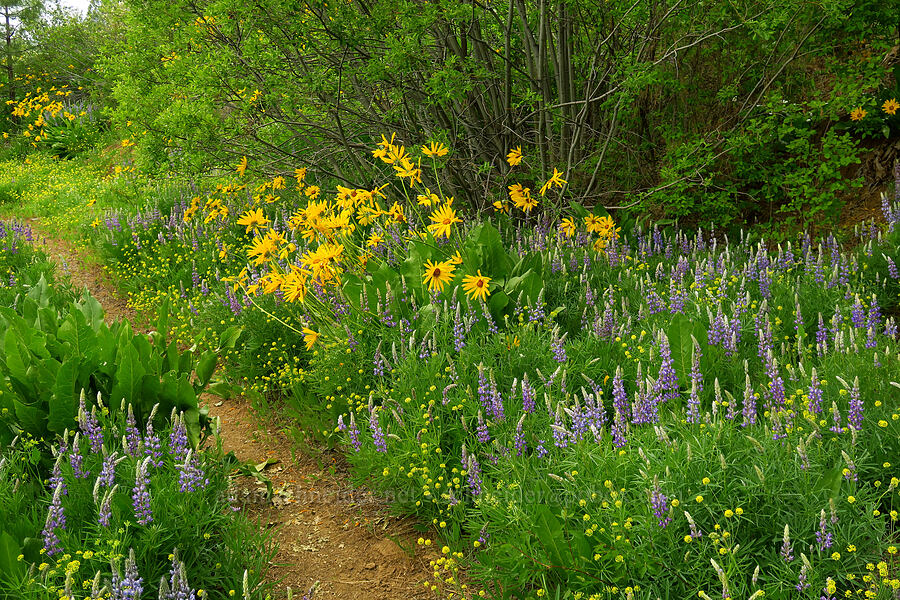 wildflowers (Balsamorhiza sp., Lupinus sp., Lomatium nudicaule) [Camas Meadows Natural Area Preserve, Chelan County, Washington]
