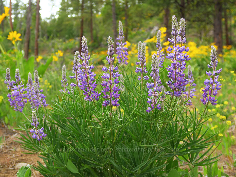lupines (Lupinus sp.) [Camas Meadows Natural Area Preserve, Chelan County, Washington]