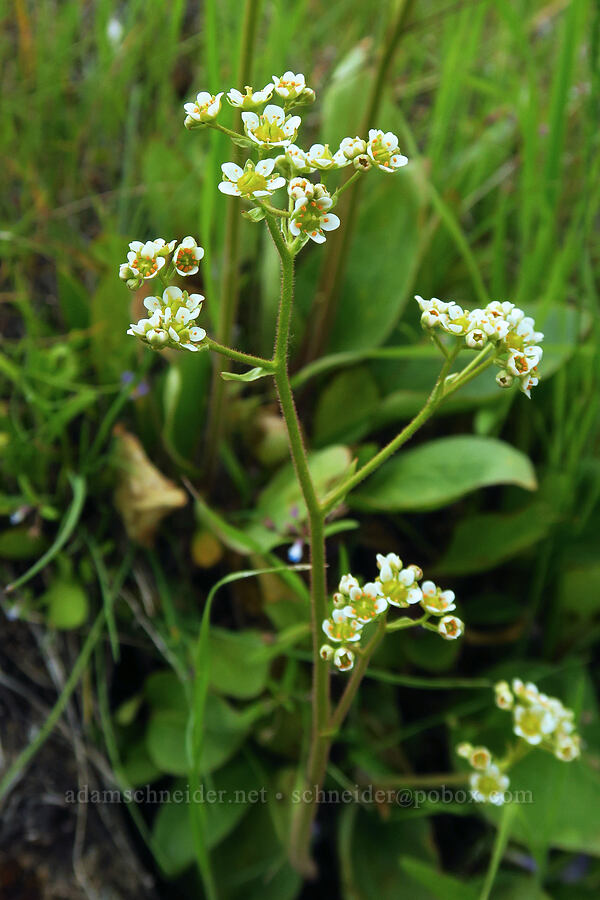whole-leaf saxifrage (Micranthes integrifolia (Saxifraga integrifolia)) [Camas Meadows Natural Area Preserve, Chelan County, Washington]