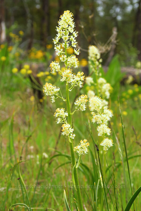 panicled death-camas (Toxicoscordion paniculatum (Zigadenus paniculatus)) [Camas Meadows Natural Area Preserve, Chelan County, Washington]