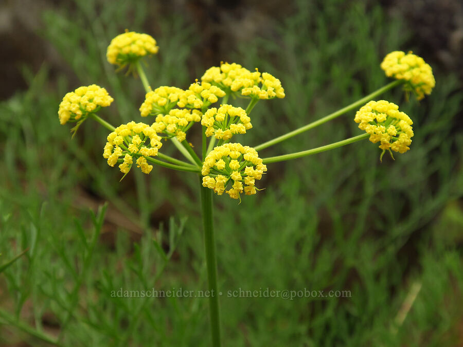 Thompson's desert parsley (Lomatium thompsonii) [Camas Meadows Natural Area Preserve, Chelan County, Washington]