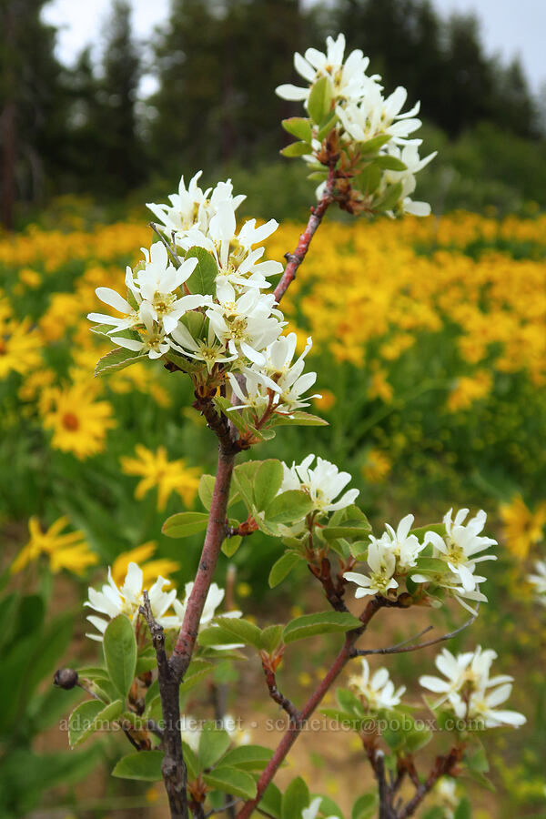 serviceberry flowers (Amelanchier alnifolia) [Camas Meadows Natural Area Preserve, Chelan County, Washington]