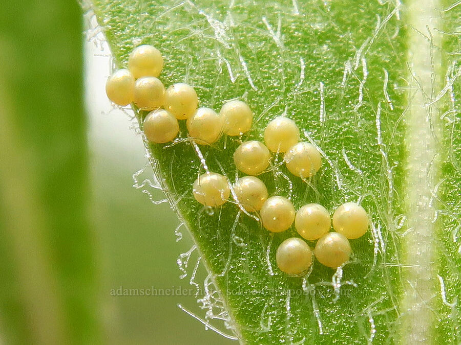 insect eggs on western groundsel (Senecio integerrimus) [Camas Meadows Natural Area Preserve, Chelan County, Washington]