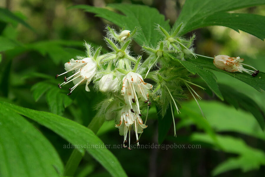Fendler's waterleaf (Hydrophyllum fendleri var. albifrons (Hydrophyllum albifrons)) [Camas Meadows Natural Area Preserve, Chelan County, Washington]