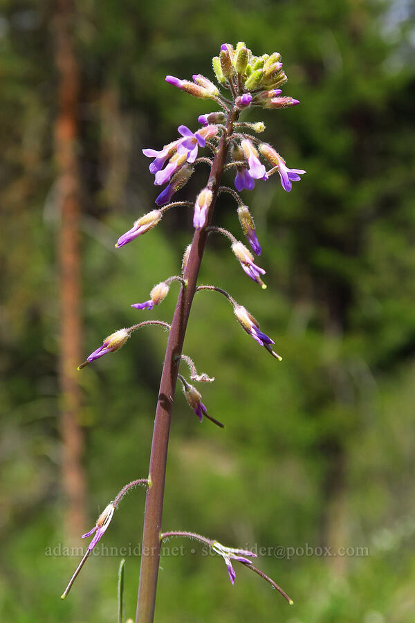few-flowered rock-cress (Boechera pauciflora (Arabis sparsiflora var. subvillosa)) [Camas Meadows Natural Area Preserve, Chelan County, Washington]