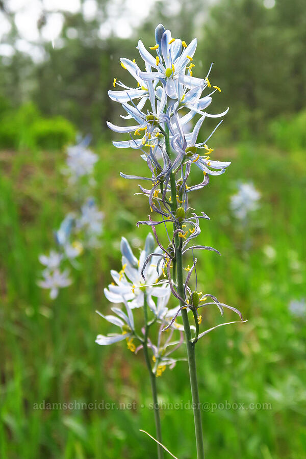 pale blue camas (Camassia quamash) [Camas Creek Road, Chelan County, Washington]