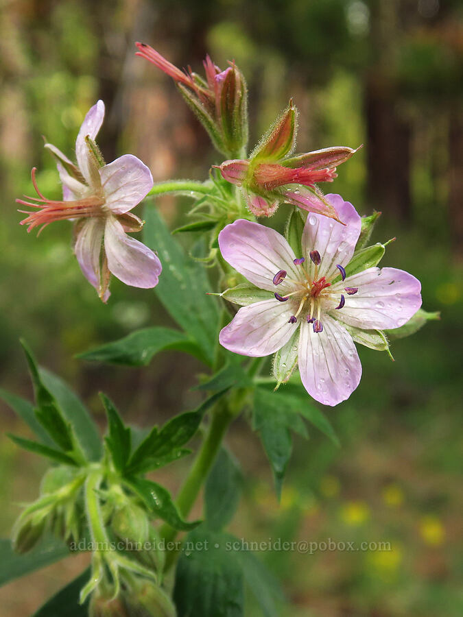 sticky geranium (Geranium viscosissimum) [Camas Creek Road, Chelan County, Washington]