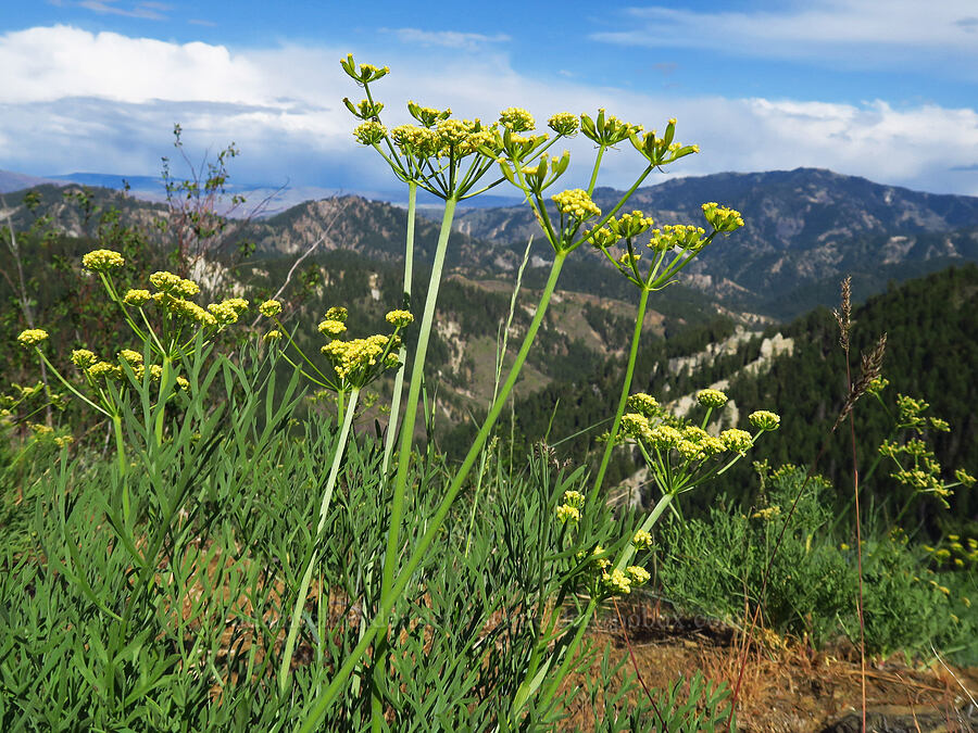 Thompson's desert parsley (Lomatium thompsonii) [Forest Road 7200, Chelan County, Washington]