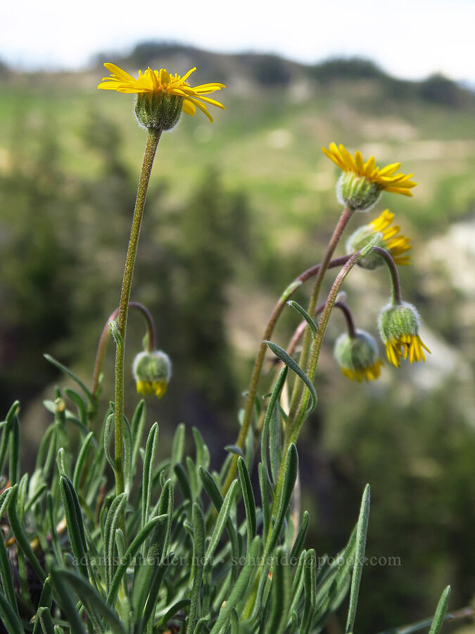 desert yellow fleabane (Erigeron linearis) [Forest Road 7200, Chelan County, Washington]