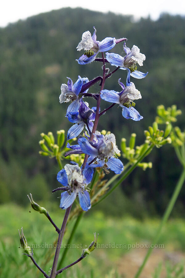 thin-petal larkspur (Delphinium lineapetalum) [Forest Road 7200, Chelan County, Washington]