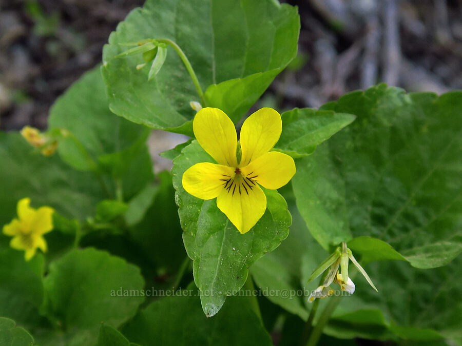 pioneer violets (Viola glabella) [Forest Road 7200, Chelan County, Washington]