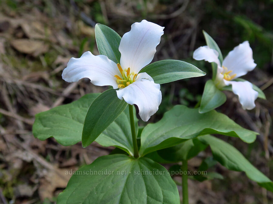 western trillium (Trillium ovatum) [Forest Road 7200, Chelan County, Washington]
