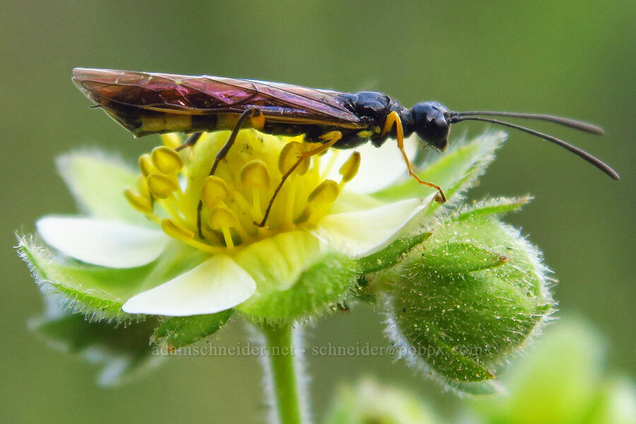 stem sawfly on sticky cinquefoil (Calameuta clavata, Drymocallis glandulosa (Potentilla glandulosa)) [Ruby Creek Road, Chelan County, Washington]