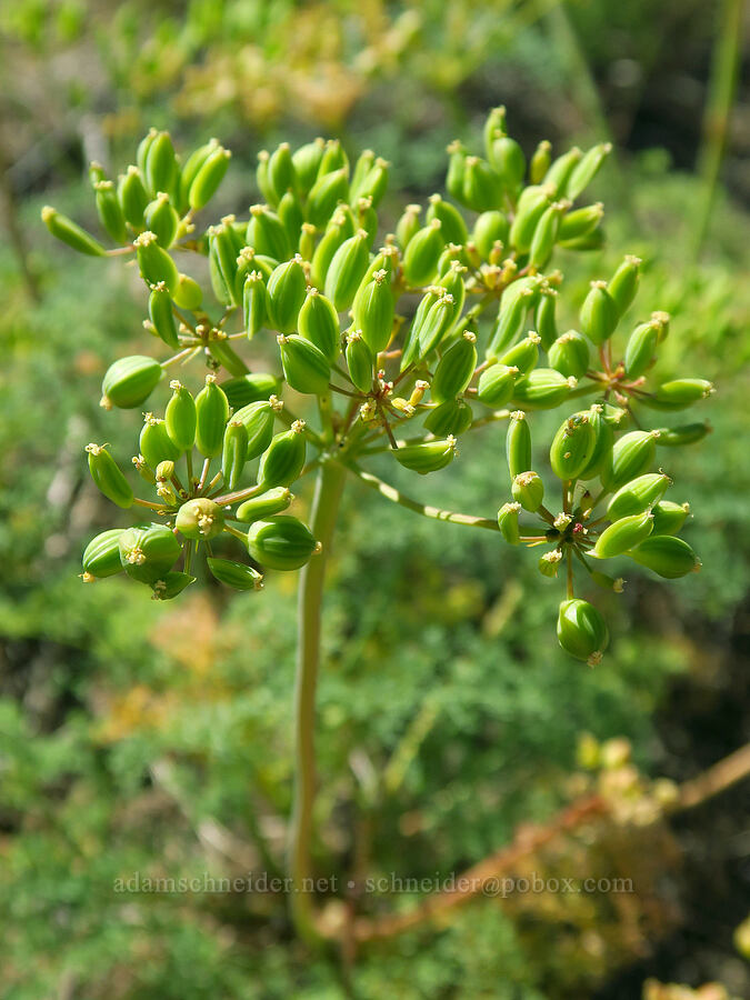 pungent desert parsley, going to seed (Lomatium papilioniferum (Lomatium grayi)) [Snow Mountain Ranch, Yakima County, Washington]