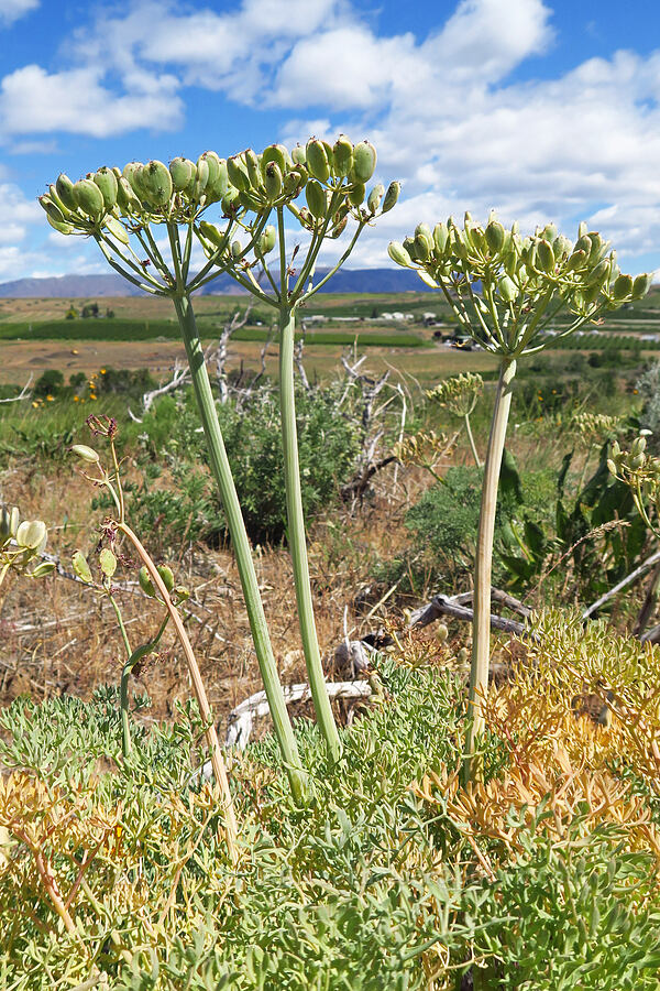 Columbia desert parsley, going to seed (Lomatium columbianum) [Snow Mountain Ranch, Yakima County, Washington]