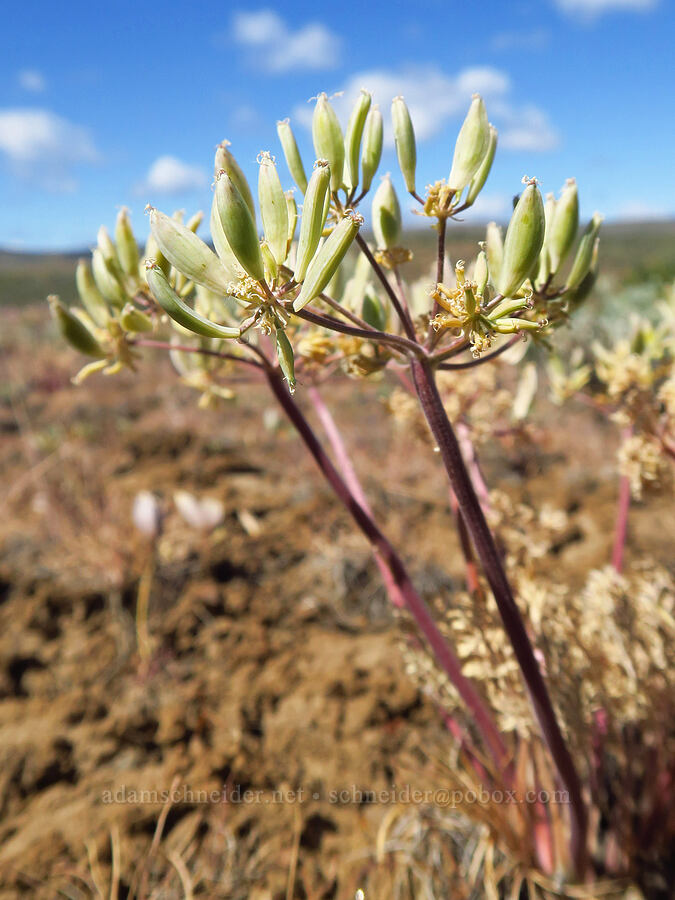 big-seed biscuitroot, going to seed (Lomatium macrocarpum) [Snow Mountain Ranch, Yakima County, Washington]