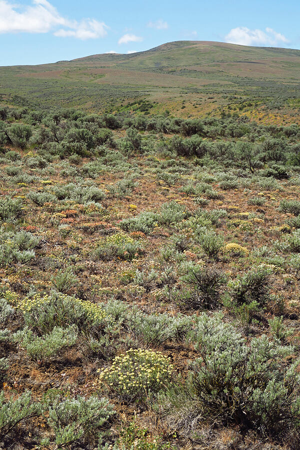 various buckwheats (Eriogonum spp.) [Snow Mountain Ranch, Yakima County, Washington]