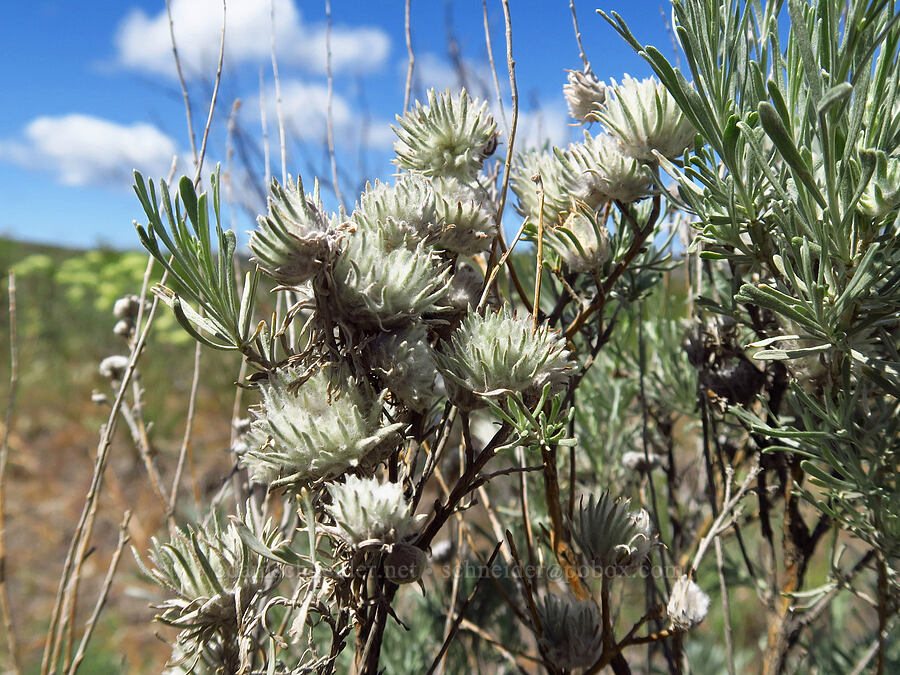 cottony galls on three-tip sagebrush (Rhopalomyia anthoides, Artemisia tridentata) [Snow Mountain Ranch, Yakima County, Washington]