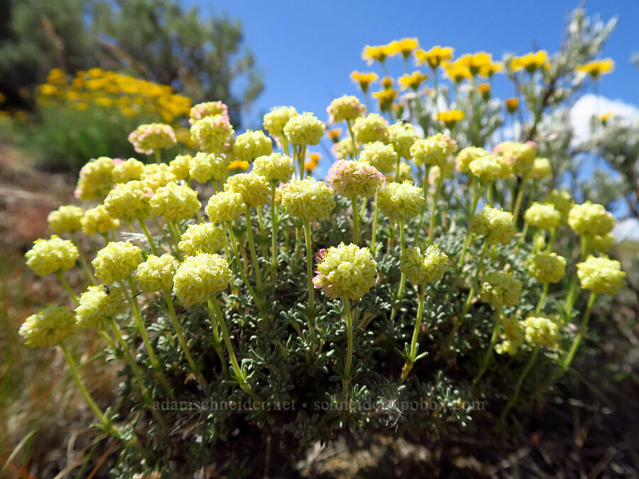 yellow thyme-leaf buckwheat (Eriogonum thymoides) [Snow Mountain Ranch, Yakima County, Washington]
