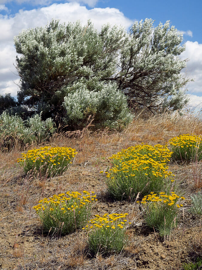 desert yellow fleabane & sagebrush (Erigeron linearis, Artemisia tridentata) [Snow Mountain Ranch, Yakima County, Washington]
