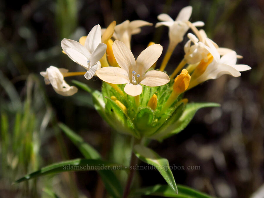 grand collomia (Collomia grandiflora) [Snow Mountain Ranch, Yakima County, Washington]