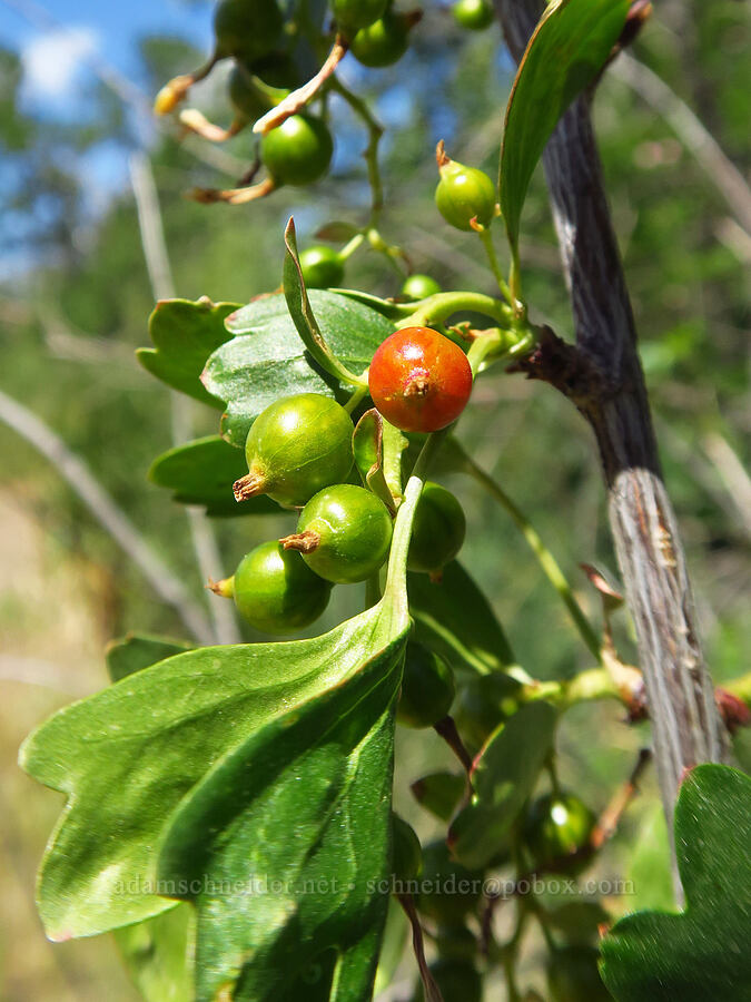 golden currant berries (Ribes aureum) [Snow Mountain Ranch, Yakima County, Washington]
