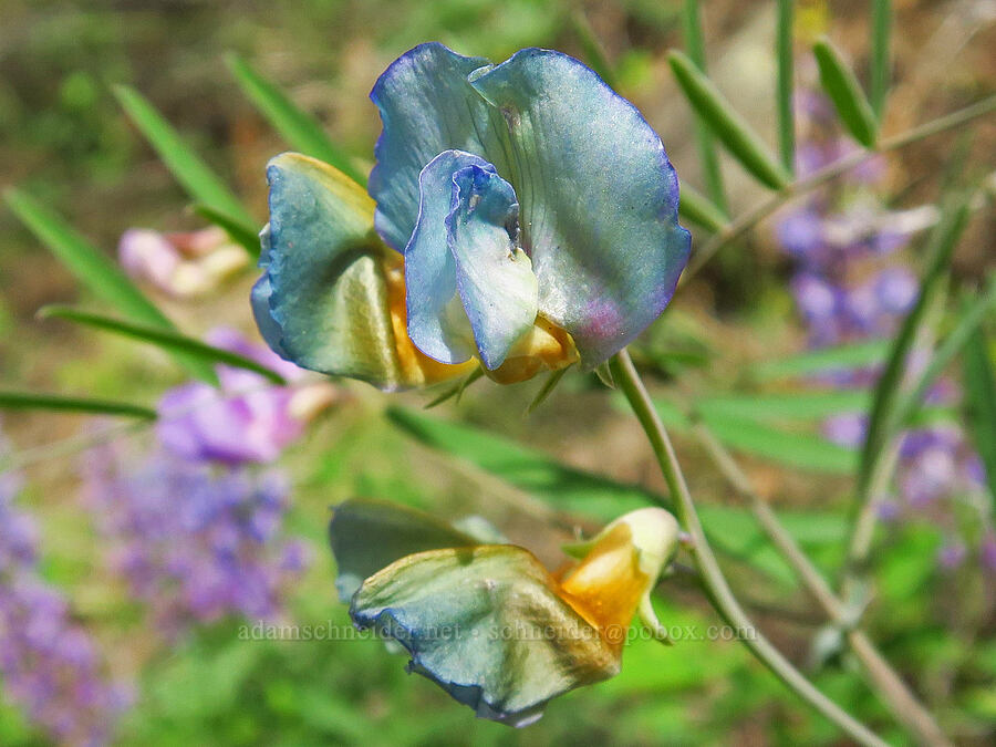 few-flowered pea-vine (Lathyrus pauciflorus) [Forest Road 1701, Yakima County, Washington]