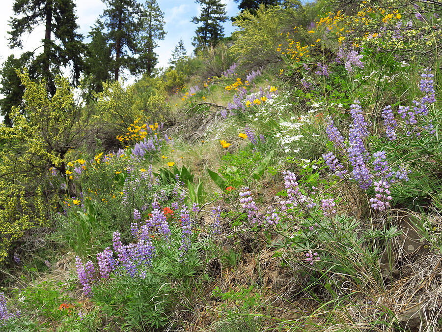 wildflowers (Lupinus sp., Balsamorhiza sp., Phlox speciosa, Castilleja hispida var. acuta) [Forest Road 1701, Yakima County, Washington]