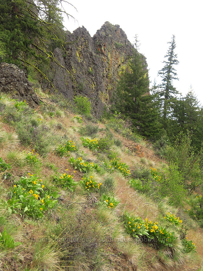 balsamroot hillside (Balsamorhiza sp.) [Lost Creek Trail, Okanogan-Wenatchee National Forest, Yakima County, Washington]
