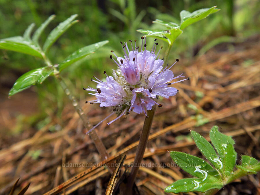 ball-head waterleaf (Hydrophyllum capitatum var. capitatum) [Edgar Rock Trail, Okanogan-Wenatchee National Forest, Yakima County, Washington]