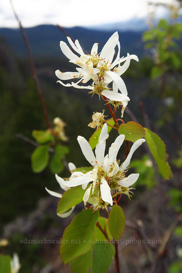 serviceberry flowers (Amelanchier alnifolia) [Edgar Rock, Okanogan-Wenatchee National Forest, Yakima County, Washington]