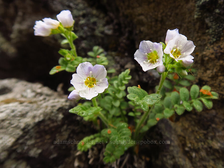 California Jacob's-ladder (Polemonium californicum) [Edgar Rock, Okanogan-Wenatchee National Forest, Yakima County, Washington]