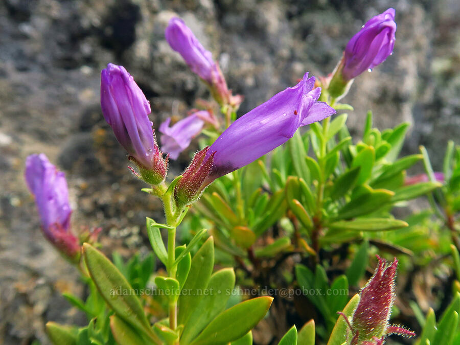 shrubby penstemon (Penstemon fruticosus) [Edgar Rock, Okanogan-Wenatchee National Forest, Yakima County, Washington]