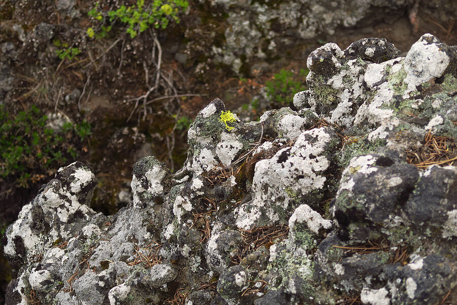 knobby volcanic rock [Edgar Rock, Okanogan-Wenatchee National Forest, Yakima County, Washington]